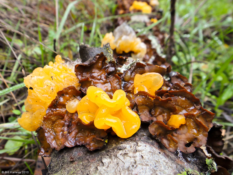 Witch's Butter