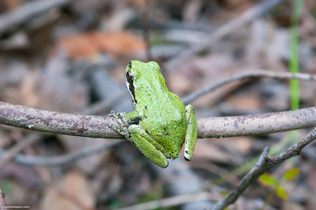 Tree Frog