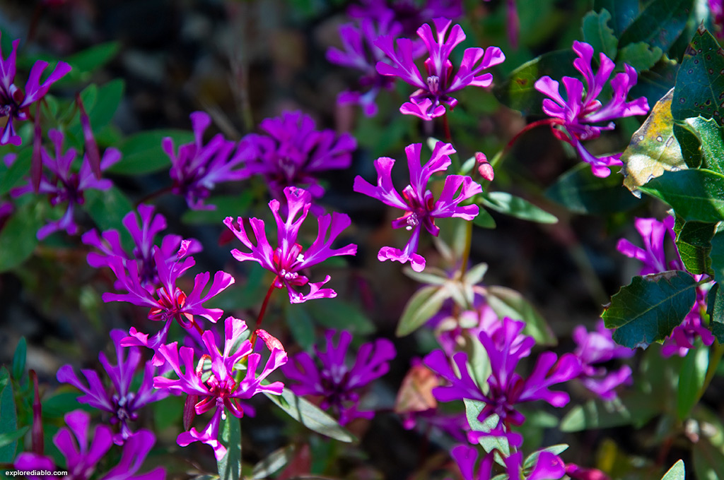 Red Ribbon Clarkia